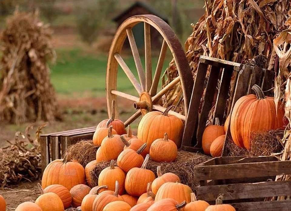 The Naughty Equestrian Event | Donida November 2019 English/Western Schooling Show - 11/23/2019