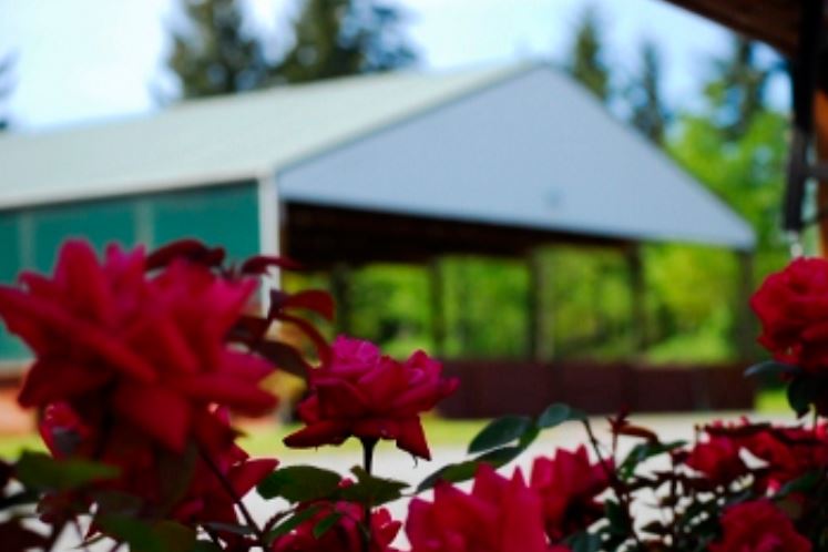 The Naughty Equestrian Event | Summervale Dressage Festival I & II     (8/1/2020 & 8/2/2020)
